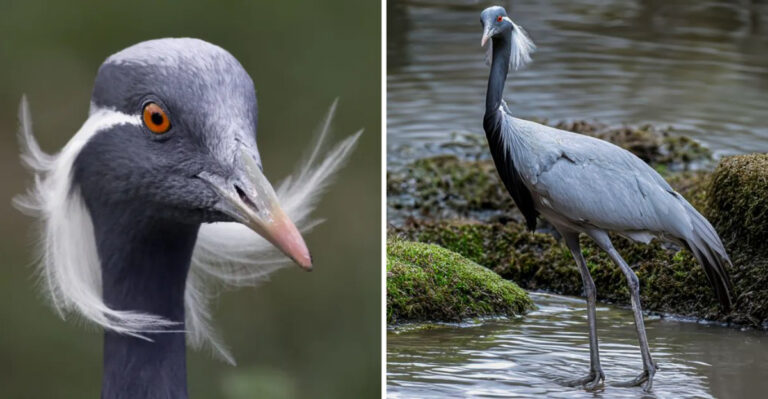Fascinating Facts About The Graceful Demoiselle Crane