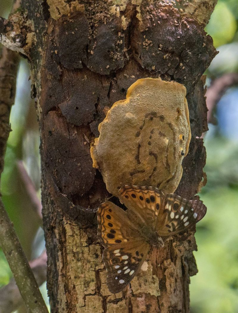 Males Are Territorial And Curious