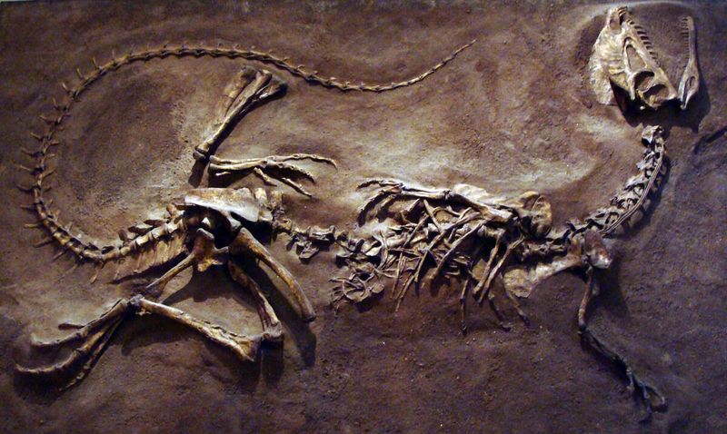 First Discovered By A Navajo Teen