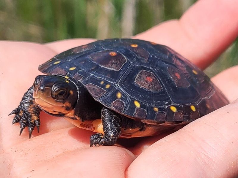 Beer Sales Help Fund Turtle Rehab And Public Education Campaigns