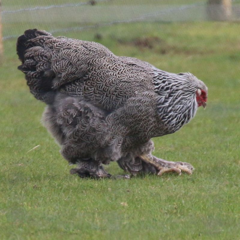 Brahma