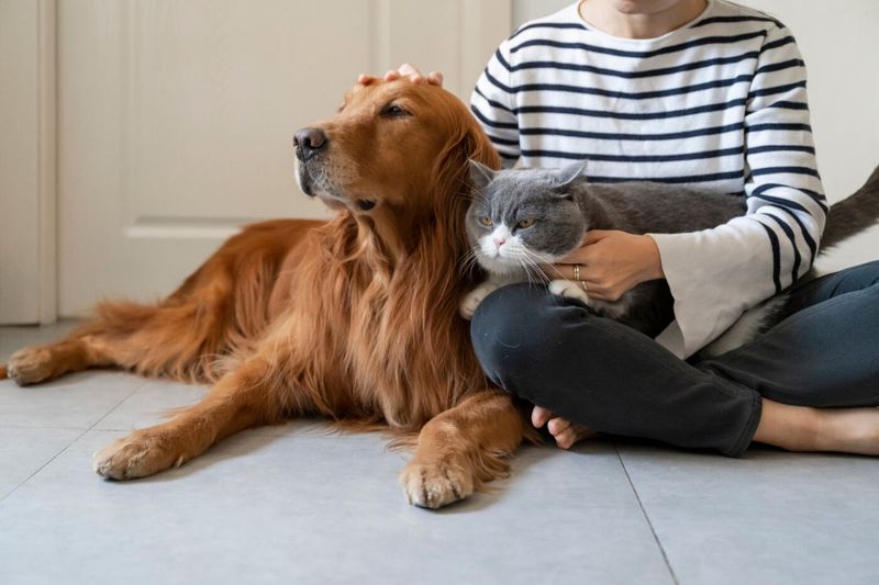 Jealousy Toward Other Pets