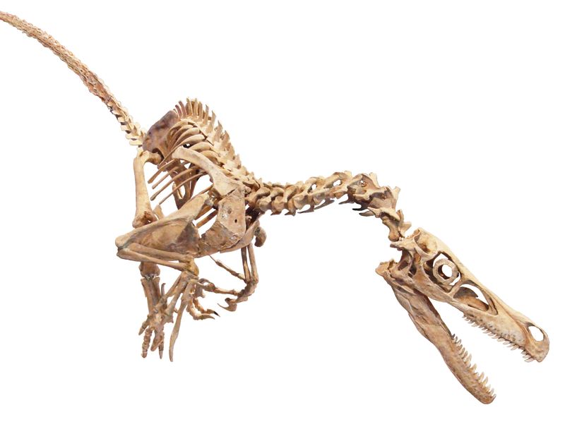 Muscle Attachment Points Changed Everything