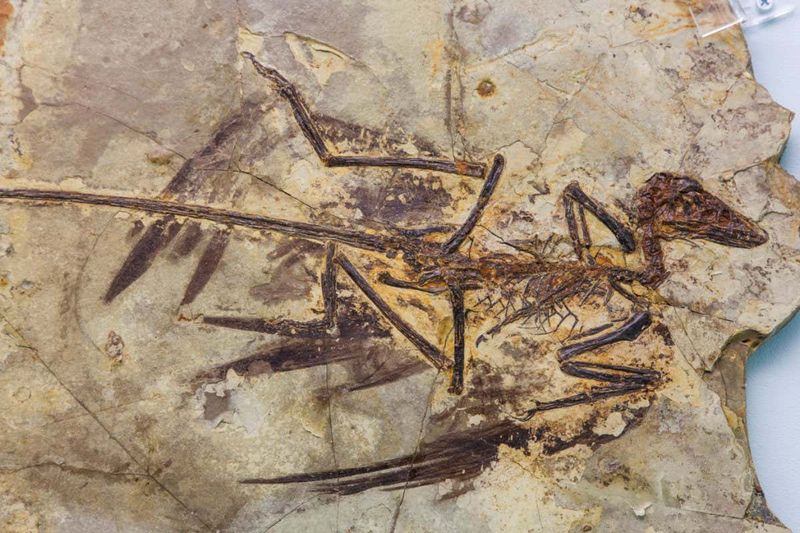 Accidental Discovery Rocks Paleontology