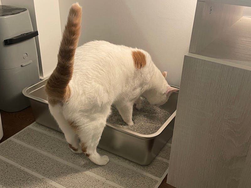 Bigger Litter Box Is A Must