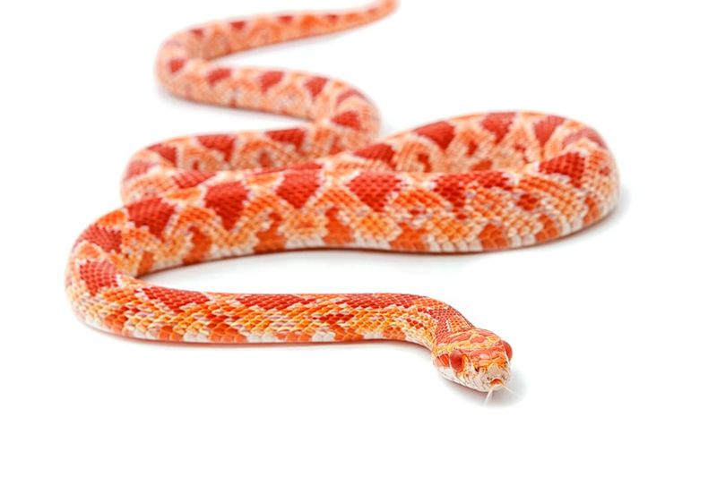 Shedding Frequency