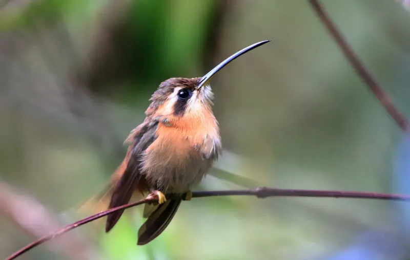 Breeding Behavior
