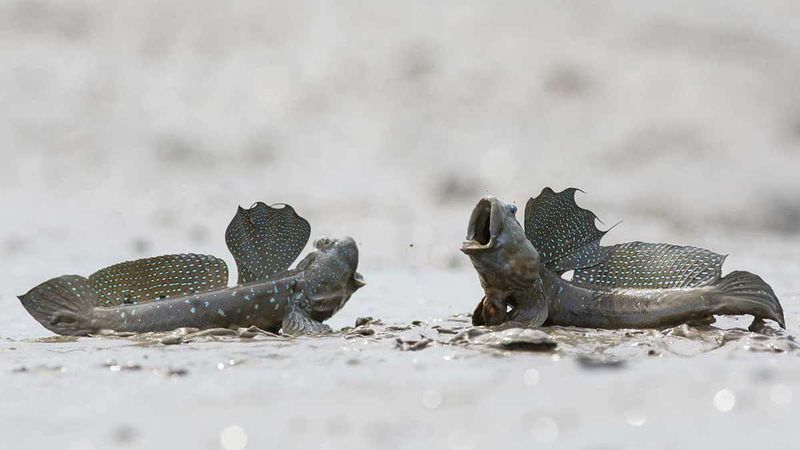 Territory And Social Behaviour Evolved Together