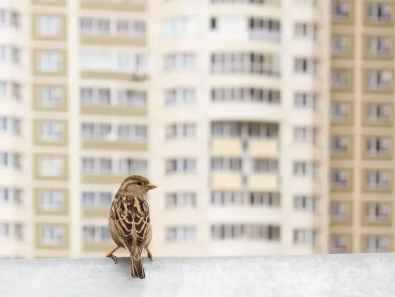 Urban Noise Can Change Bird Songs