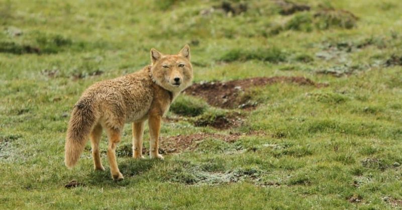 Tibetan Fox (Vulpes ferrilata)