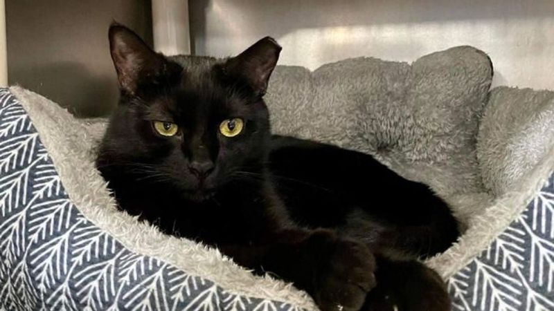 Black Cat Stigma