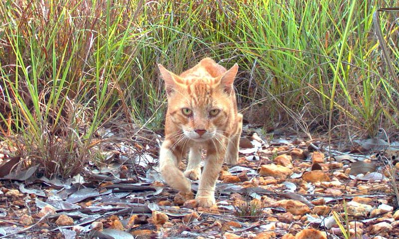 Feral Cat