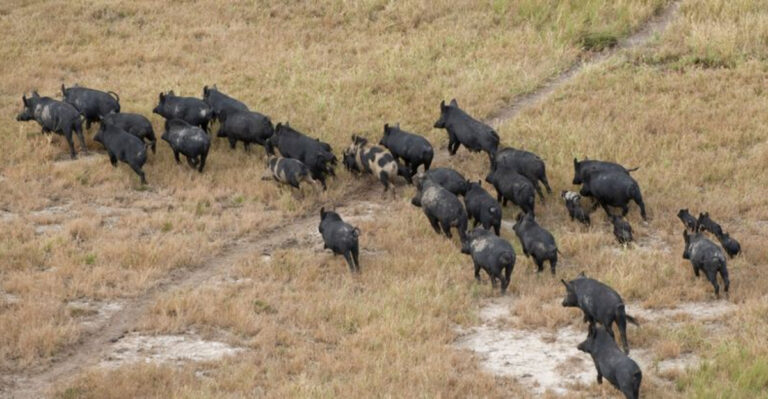 Feral Hogs Cost Texas Farmers $119 Million Annually, America’s Food Supply At Risk