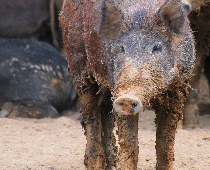 U.S. Agricultural Damage Exceeds $1.6 Billion Annually