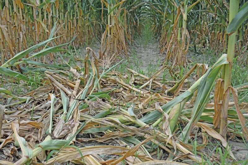 Feral Hogs' Preference For Agricultural Crops