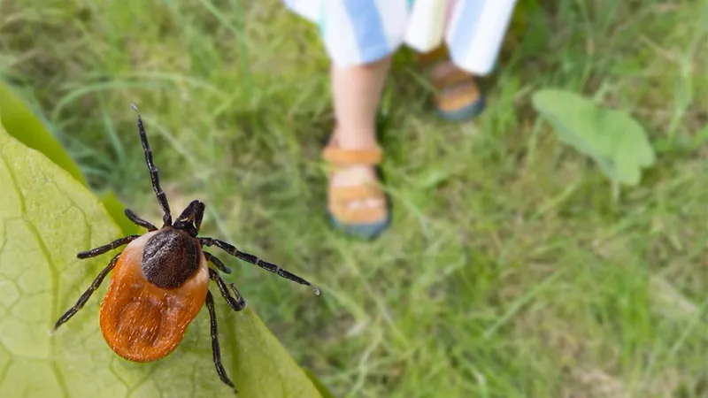 Spotting Tick Hotspots In Your Landscape