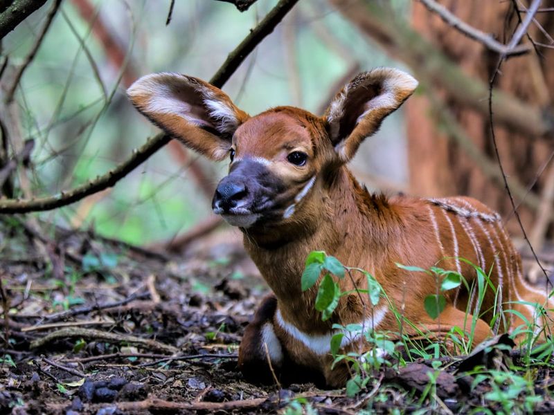 Native To The Mountain Forests Of Kenya