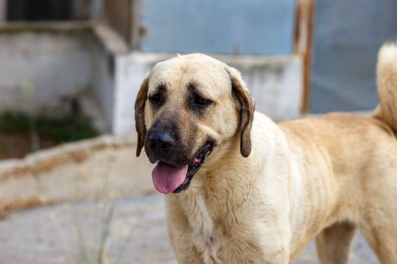 Anatolian Shepherd – The Independent Guardian