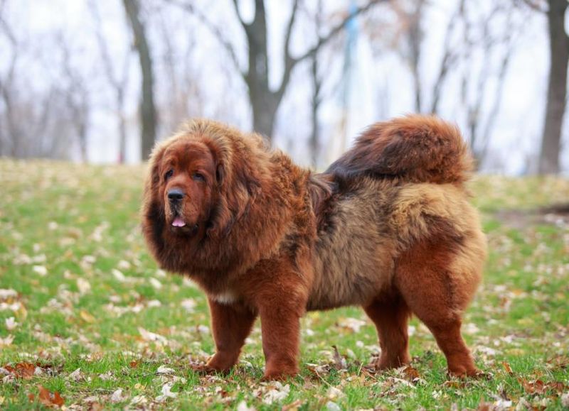 Tibetan Mastiff: The Royal Pain