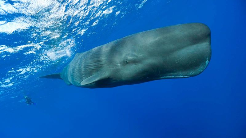 Sperm Whale