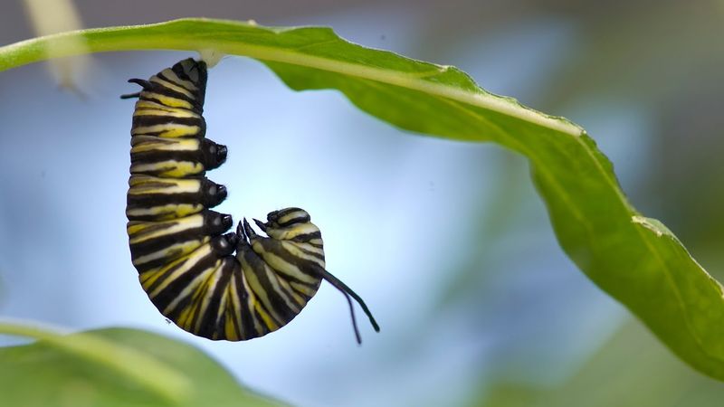 Pre-pupation: The Last Movements