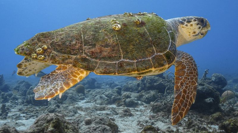 Marine Life Thrived Far From Modern Coasts