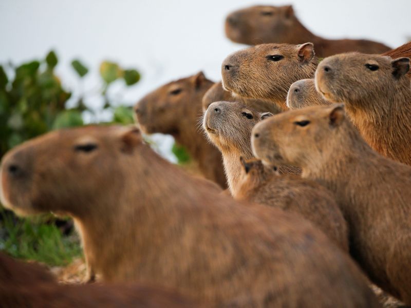 Social Needs Require Multiple Capybaras