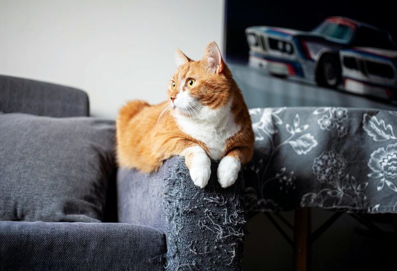 Scratching Furniture