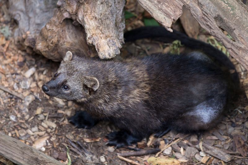 Fishers Are Solitary, Weasel-Sized Carnivores