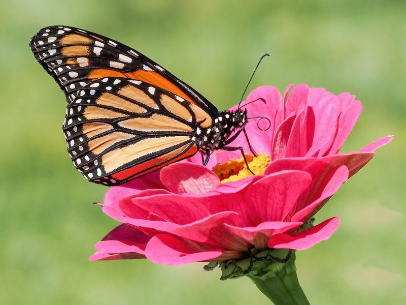 Adult Butterfly: Living To Reproduce