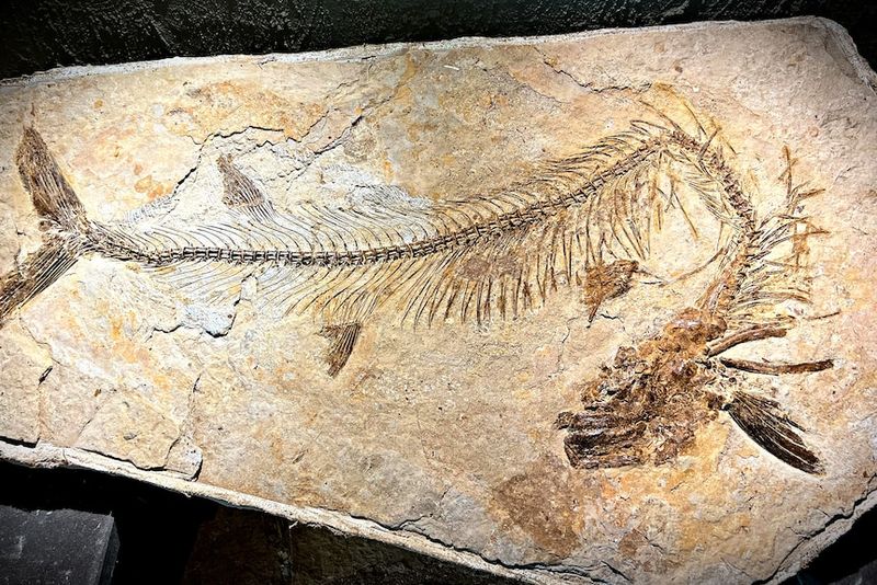 Unexpected Discovery In Australian Limestone