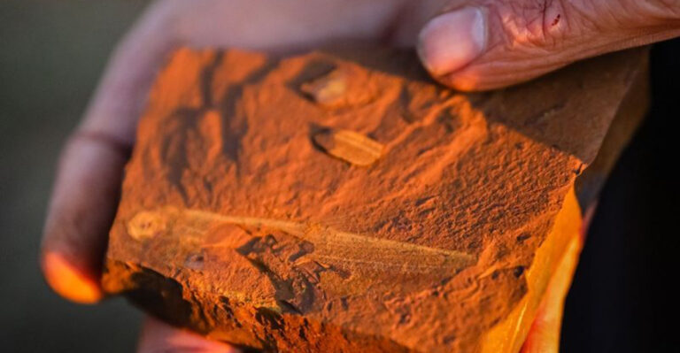 Fish From 15 Million Years Ago Found Fossilized With Its Last Meal Preserved In The Stomach