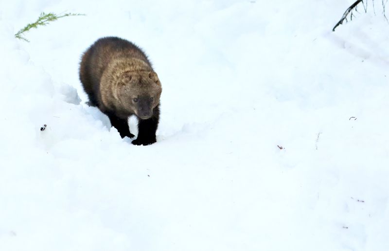 This Species Weighs 2.5–6 Kg And Climbs Trees To Hunt
