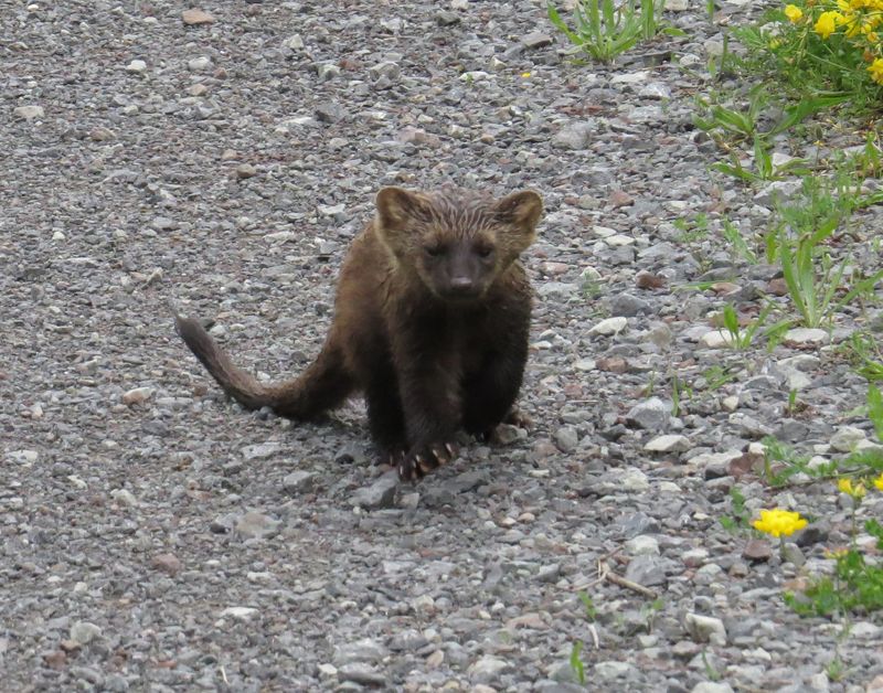 Not Federally Endangered, But State Conservation Is Encouraging