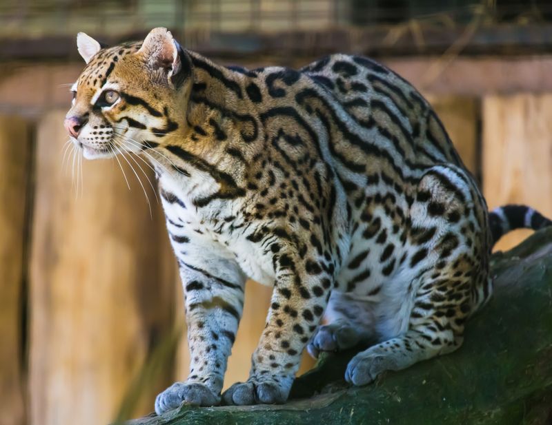 Ocelot's Ventriloquist Meows