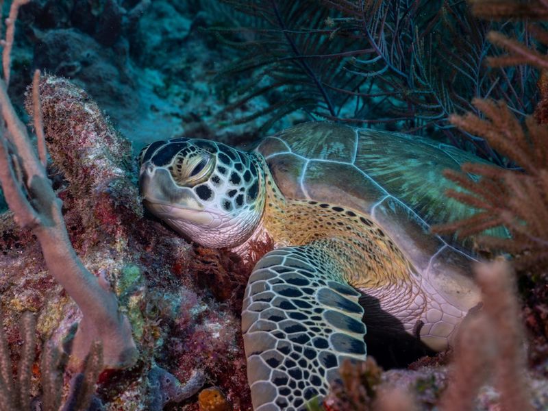 Turtle