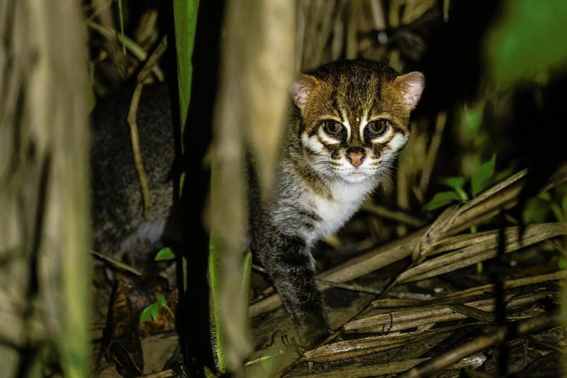 Marbled Cat