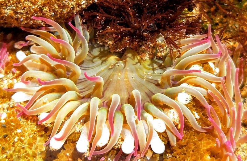 Sea Anemones