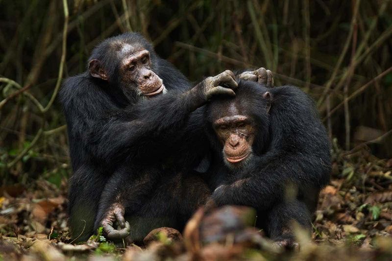 Social Living Shaped Mammalian Brainpower