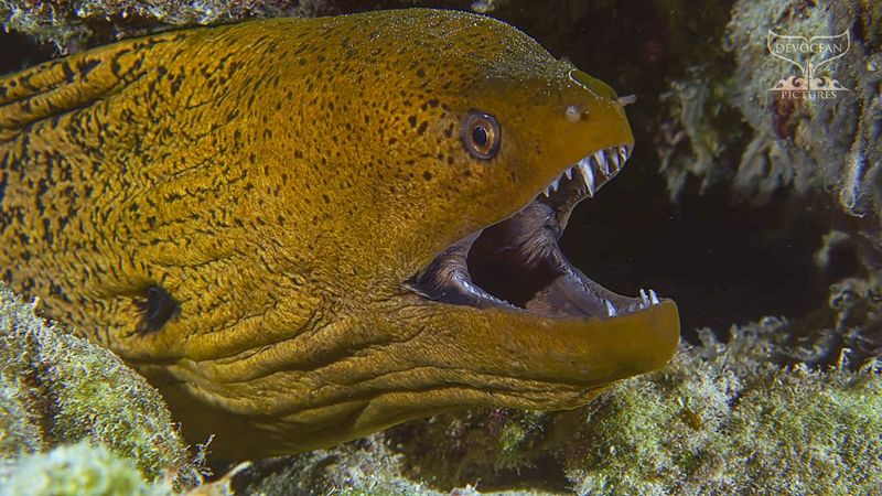 The Tooth-Lined Tunnel: Moray Eel