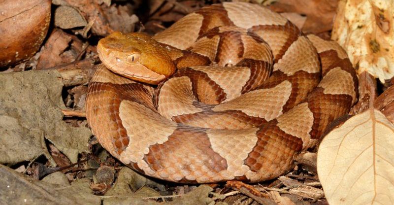 Georgia – The Peach State's Slithery Surprise