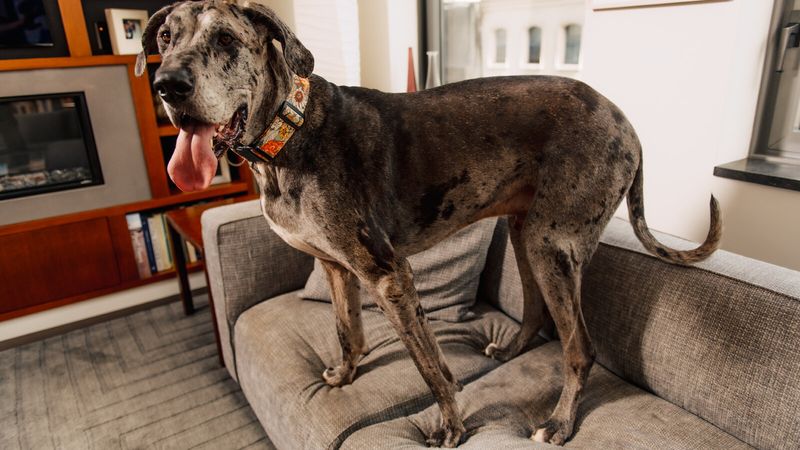 New York's Apartment Companions