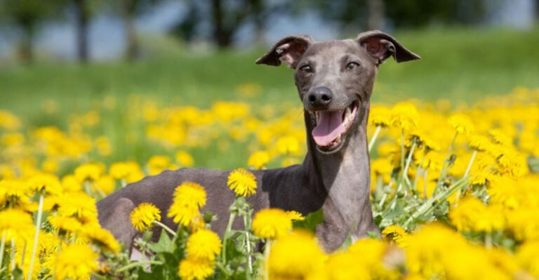 Florida Pet Owners Say These Dogs Are Built For Sunshine And Heat