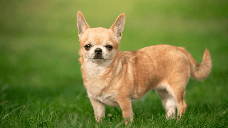 Chihuahua