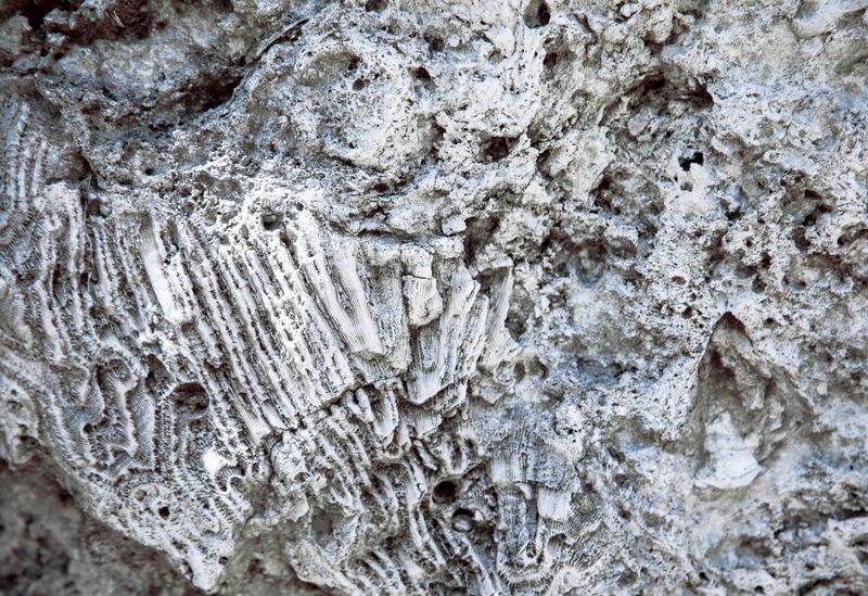 Tropical Coral Reefs Once Covered Parts Of Inland Florida