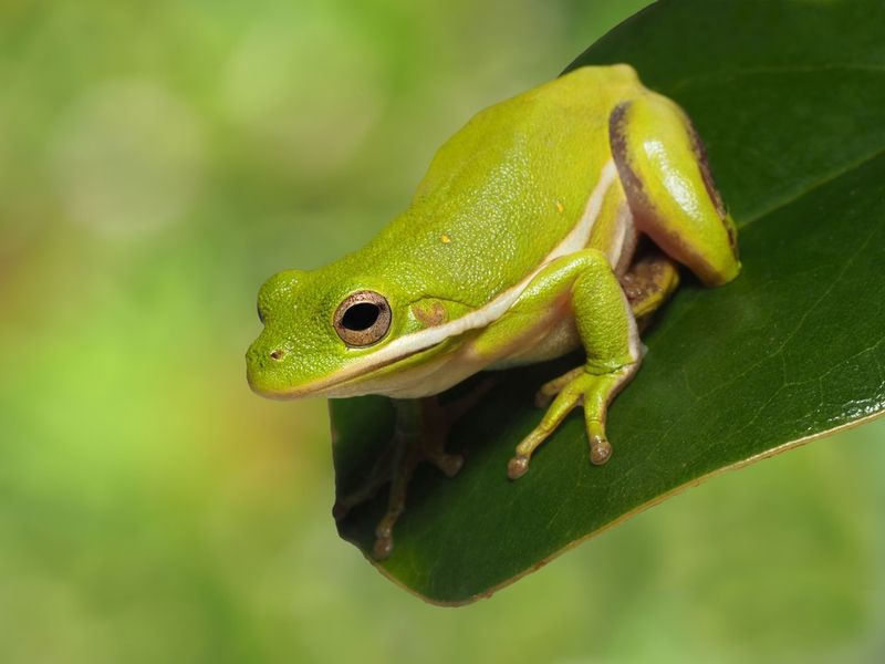 Not All Colorful Frogs Are Deadly