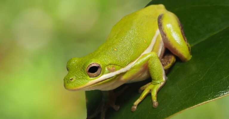 Florida’s Poisonous Frogs And What To Do If It All Goes Wrong