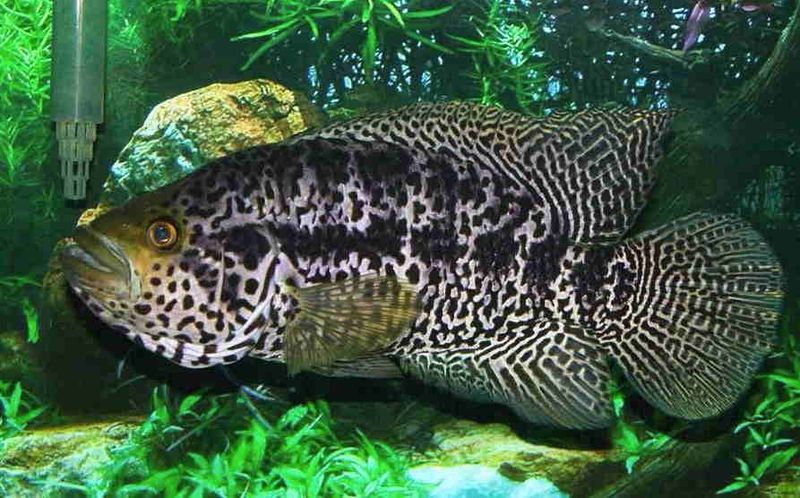 Jaguar Cichlid – The Stealthy Assassin
