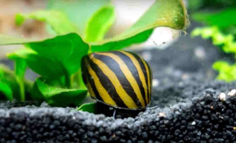 Nerite Snails