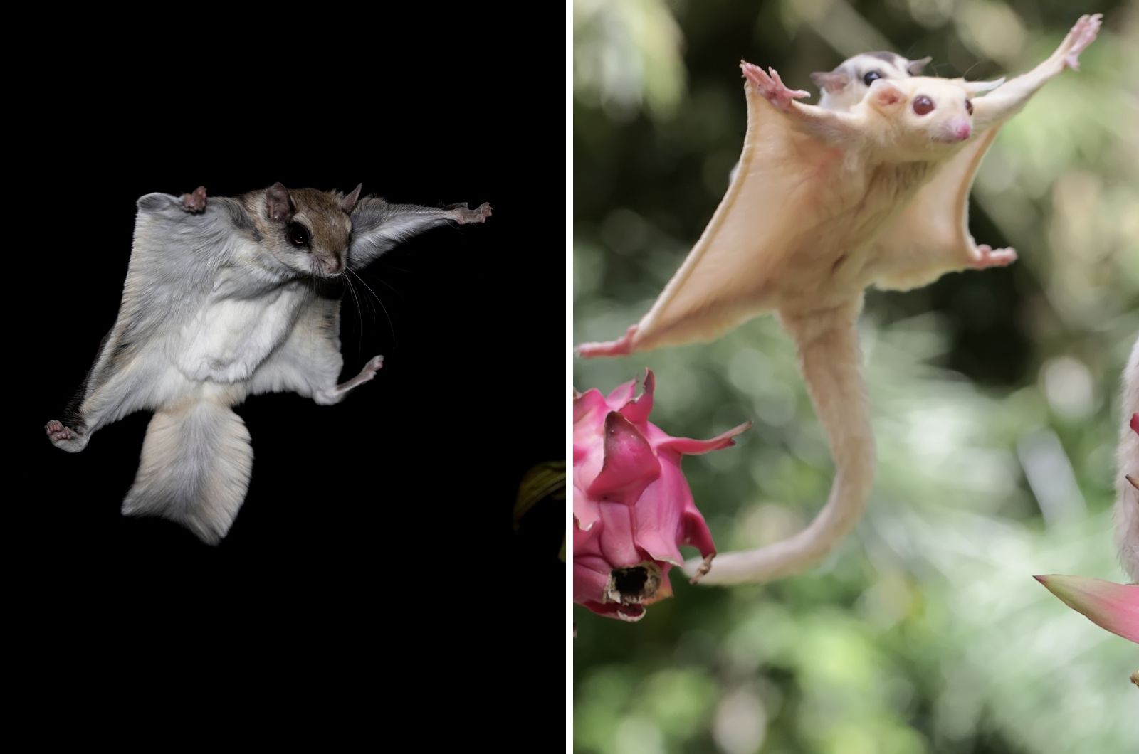 Flying Squirrels And Sugar Gliders